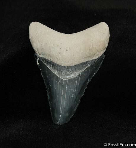 / Inch Bone Valley Megalodon Tooth #543
